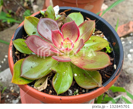 感情を食べる植物 132845701