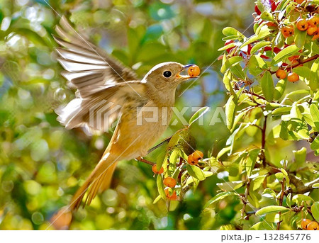 　庭にやって来たジョウビタキのメス。 132845776