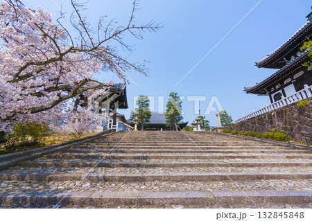 京都　金戒光明寺の桜 132845848