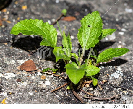 廃墟となった工場跡地に芽吹く植物 132845956