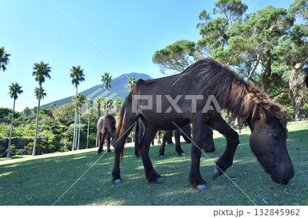開聞山麓自然公園 放し飼いのトカラ馬 開聞山麓自然公園 放し飼いのトカラ馬 132845962