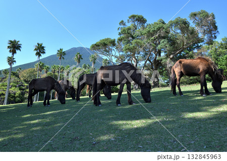 開聞山麓自然公園　放し飼いのトカラ馬 132845963