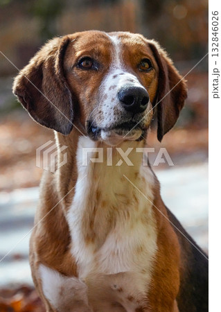 Close-up of a beagle dog face looking to the side. Brown and white domestic dog, eyes, ears, and fur visible. 132846026