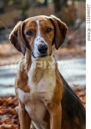 Medium shot of a beagle dog looking at the camera. Brown and white domestic dog, sitting outdoors with autumn leaves visible. 132846027