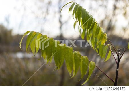 staghorn sumac or Rhus typhina leaves illuminated by the sunset sun staghorn sumac or Rhus typhina leaves illuminated by the sunset sun 132846172