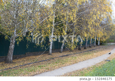 Autumn Birch Park with Path Through Golden Trees in Fall Season 132846175