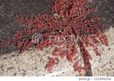 秋に紅葉した「コニシキソウ（小錦草）」 132846268