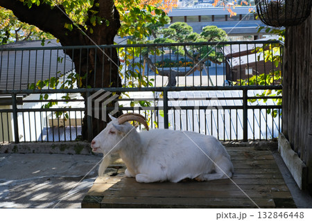 函館公園　ヤギ 132846448