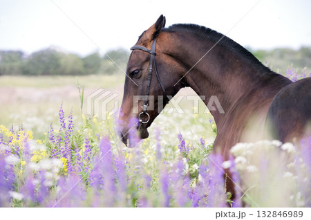 portrait of beautiful bay Akhalteke stallion posing in field around lilac flowers. cloudy day portrait of beautiful bay Akhalteke stallion posing in field around lilac flowers. cloudy day 132846989