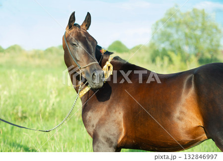 portrait of beautiful bay Akhalteke stallion posing in field. sunny evening portrait of beautiful bay Akhalteke stallion posing in field. sunny evening 132846997