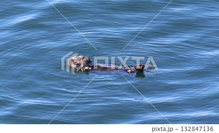 霧多布岬の野生のラッコ 霧多布岬の野生のラッコ 132847136