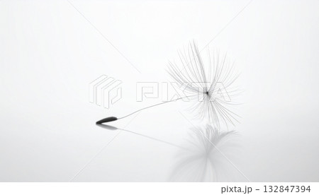 空中を舞うタンポポの綿毛 空中を舞うタンポポの綿毛 132847394