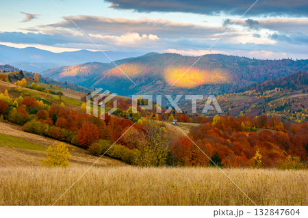mountain landscape of ukraine countryside on autumn morning. beautiful view of carpathian range with dappled light on forested slopes in colorful foliage. picturesque place with rolling hills 132847604