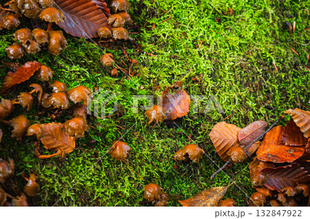 キノコと苔と落葉【長野県】 キノコと苔と落葉【長野県】 132847922