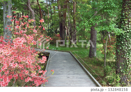 茨城 ひたち海浜公園(記念の森散策路) 茨城 ひたち海浜公園(記念の森散策路) 132848158