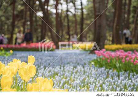 茨城　ひたち海浜公園 132848159