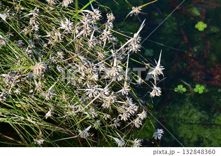 シラサギカヤツリ（カヤツリグサ科）ミカヅキグサ属 132848360