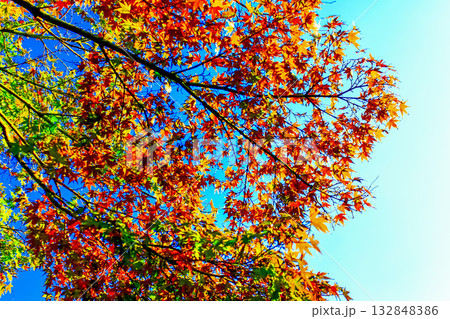 【紅葉イメージ】真っ赤な紅葉と青空 【紅葉イメージ】真っ赤な紅葉と青空 132848386