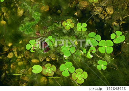 ウォータークローバー（デンジソウ科） 132848428