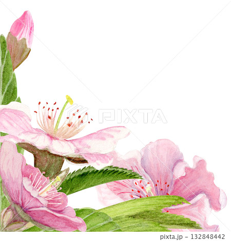 Pink sakura flowers, green leaves watercolor corner composition isolated on white. Spring floral design perfect for invitations, cards, packaging, Japanese themes, botanical backgrounds, pastel tones. 132848442