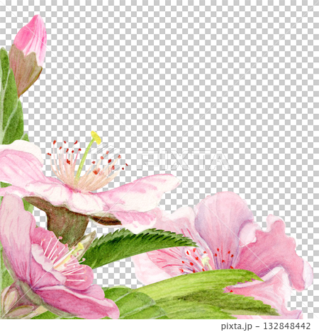 Pink sakura flowers, green leaves watercolor corner composition isolated on white. Spring floral design perfect for invitations, cards, packaging, Japanese themes, botanical backgrounds, pastel tones. 132848442