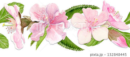 Sakura flowers horizontal seamless border watercolor, pink tones, hand-painted in natural botanical style. Perfect for wedding invitations, spring cards, packaging, textile design. Isolated on white Sakura flowers horizontal seamless border watercolor, pink tones, hand-painted in natural botanical style. Perfect for wedding invitations, spring cards, packaging, textile design. Isolated on white 132848445