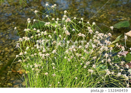 シラサギカヤツリ（カヤツリグサ科）ミカヅキグサ属 132848459