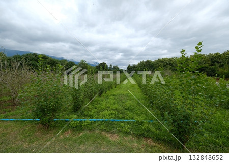 A peaceful mulberry farm with neat rows of green plants, surrounded by trees and mountains under a cloudy sky. Natural agricultural landscape, calm and fresh atmosphere. A peaceful mulberry farm with neat rows of green plants, surrounded by trees and mountains under a cloudy sky. Natural agricultural landscape, calm and fresh atmosphere. 132848652