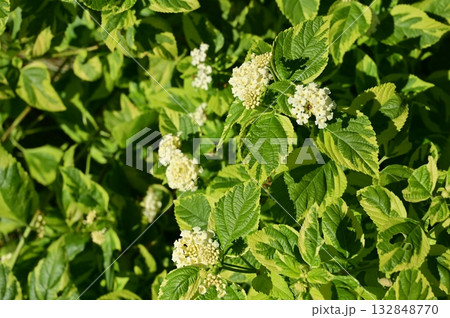 ランタナ(クマツヅラ科)常緑小低木 ランタナ(クマツヅラ科)常緑小低木 132848770