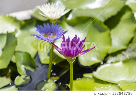ワット・アルン(暁の寺)のスイレンの花 ワット・アルン(暁の寺)のスイレンの花 132848789