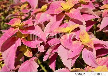 コリウス（シソ科）チェリースター 132848999