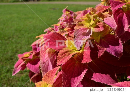 コリウス（シソ科）チェリースター 132849024