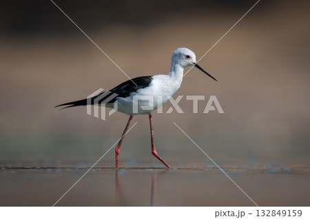 Black-winged stilt in profile crosses calm pool 132849159