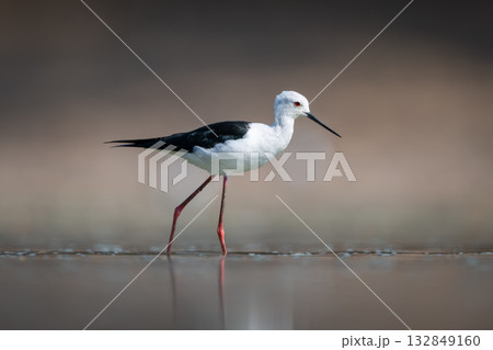Black-winged stilt in profile crosses calm water Black-winged stilt in profile crosses calm water 132849160