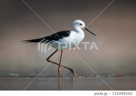 Black-winged stilt in profile crossing calm pool 132849162