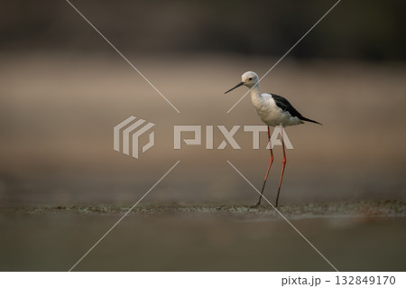 Black-winged stilt on riverbed with muddy legs 132849170