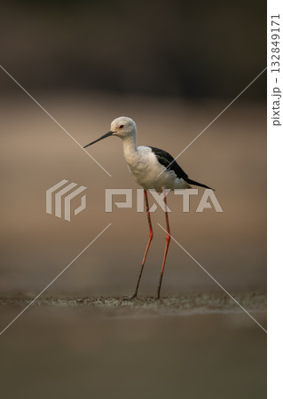 Black-winged stilt on sandbank with muddy legs Black-winged stilt on sandbank with muddy legs 132849171