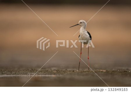 Black-winged stilt stands on mudflats turning head 132849183