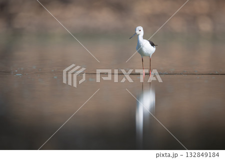 Black-winged stilt stands reflected in still water 132849184