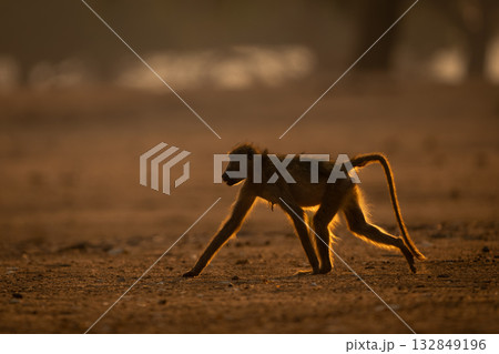 Chacma baboon crosses dry ground in sunshine Chacma baboon crosses dry ground in sunshine 132849196