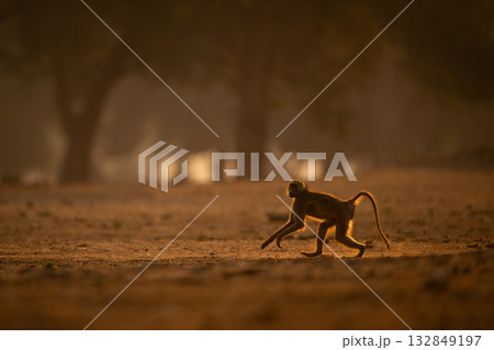 Chacma baboon crosses dry ground near trees Chacma baboon crosses dry ground near trees 132849197