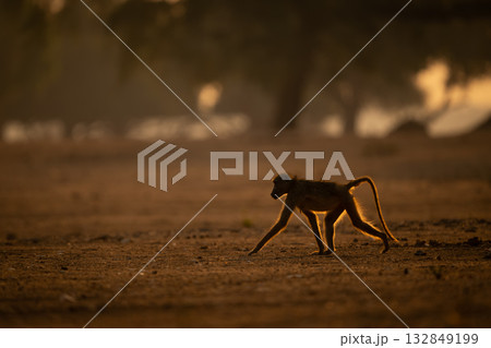 Chacma baboon crosses open ground in sunshine Chacma baboon crosses open ground in sunshine 132849199
