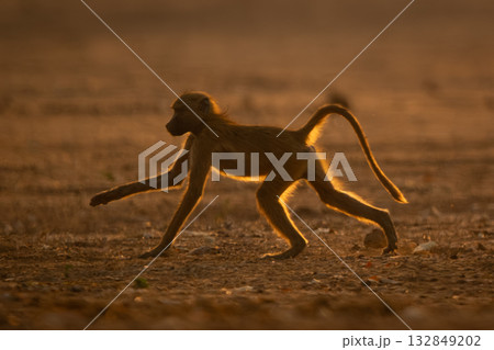 Chacma baboon runs across clearing lifting arm Chacma baboon runs across clearing lifting arm 132849202