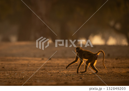 Chacma baboon runs across clearing watching camera Chacma baboon runs across clearing watching camera 132849203