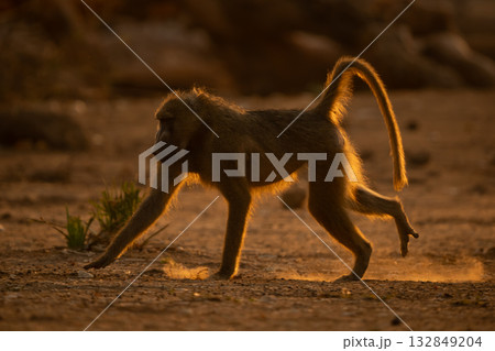 Chacma baboon runs past branches in dust Chacma baboon runs past branches in dust 132849204