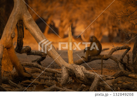 Chacma baboon sits on log in profile Chacma baboon sits on log in profile 132849208