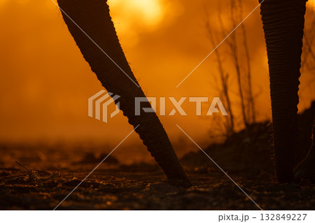 Close-up of African elephant trunks at sunrise 132849227