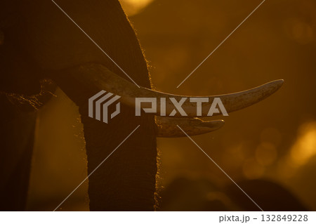 Close-up of African elephant tusks at sunrise Close-up of African elephant tusks at sunrise 132849228