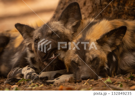 Close-up of African wild dog nipping ear 132849235