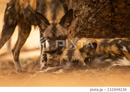 Close-up of African wild dog nuzzling another Close-up of African wild dog nuzzling another 132849236